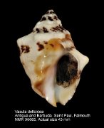 Vasula deltoidea (4)